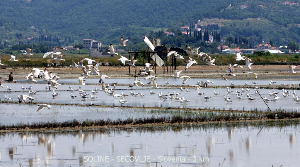 Green Place Portoroz Rc Dış mekan fotoğraf